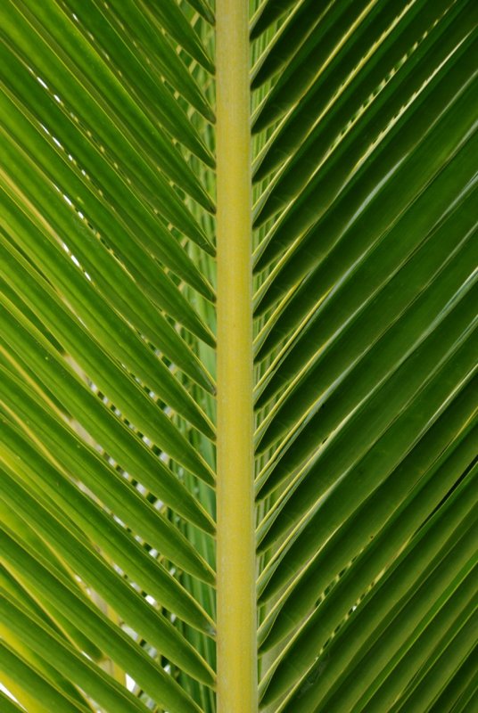 Palm Frond Detail