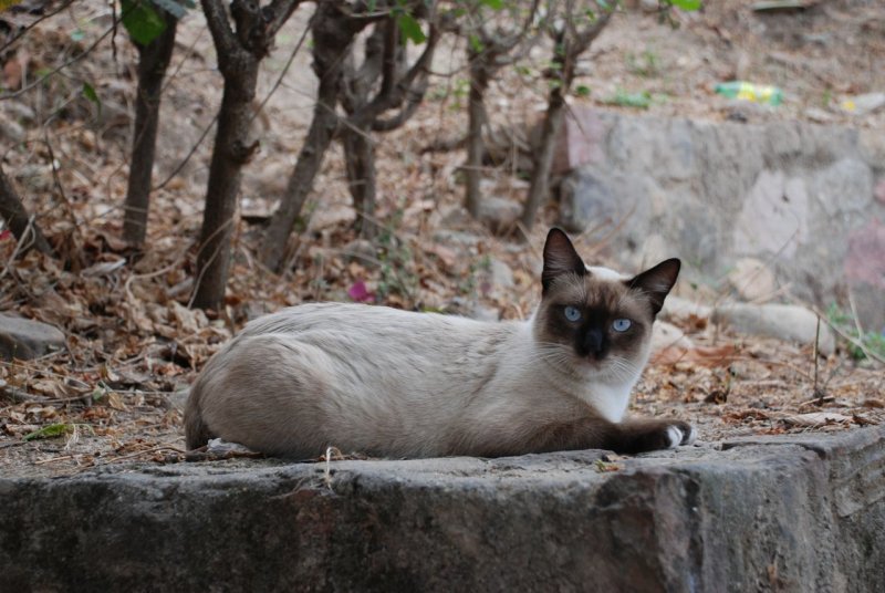 Puerto Vallarta kitty