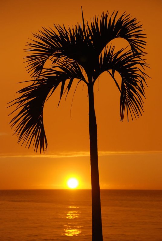 Puerto Vallarta Sunset Palm