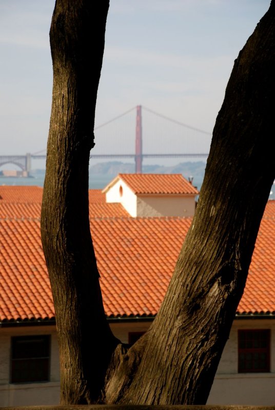 Tree, Fort Point, Golden Gate Bridge