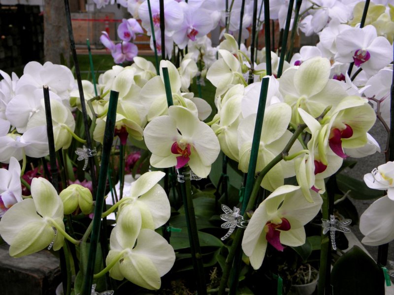 Farmers Market Orchids