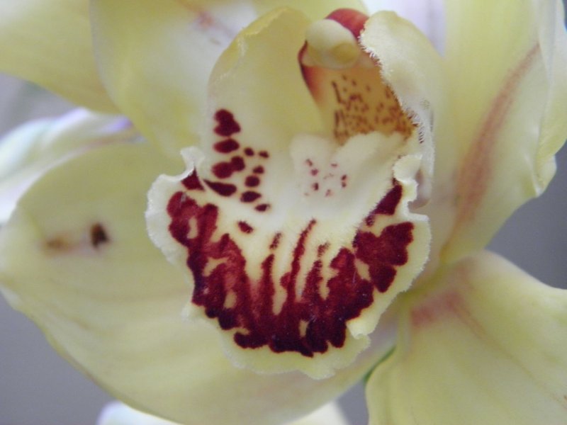 Cymbidium