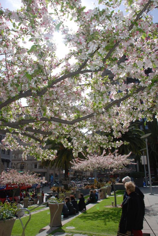 Flowering Trees in Union Square