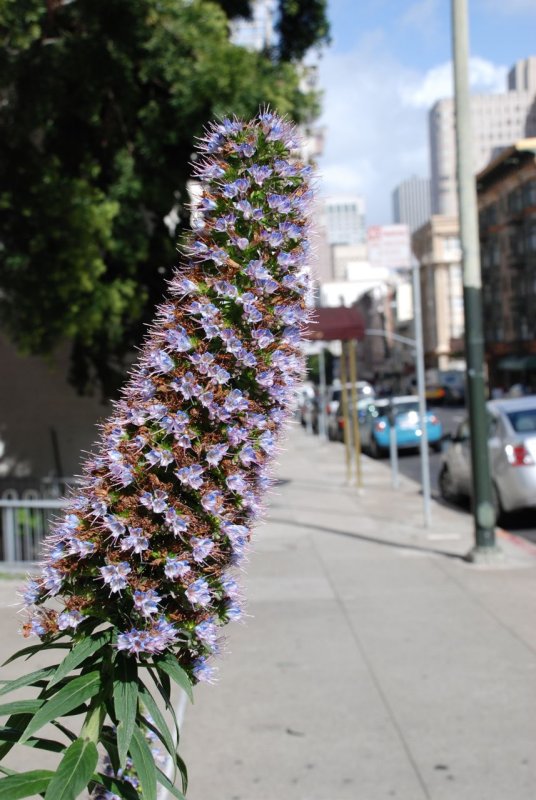 Dennis Sullivan Memorial Home of San Francisco Fire Chiefs Flowers