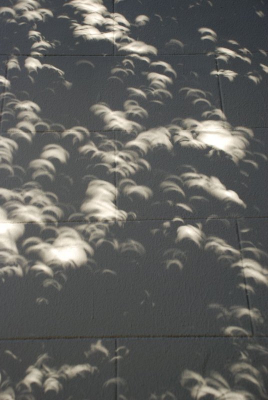 Eclipse Through Leaves