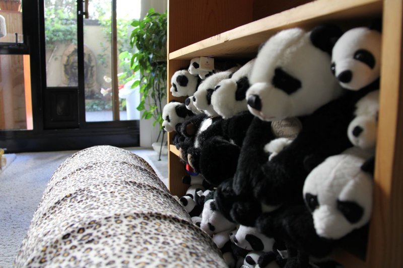 Plush Pandas Relocation Project