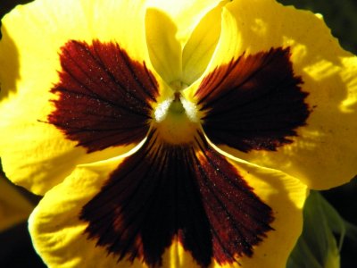 Pansy