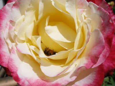 Groveland Rose