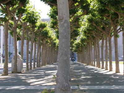 City Hall Trees