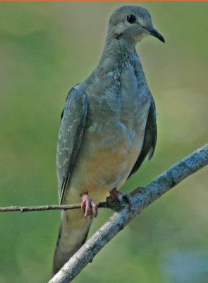 DSC_0001_edited-2.jpg