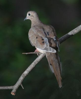 DSC_0008_edited-1.jpg