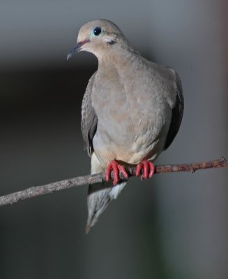 DSC_0043_edited-1.jpg