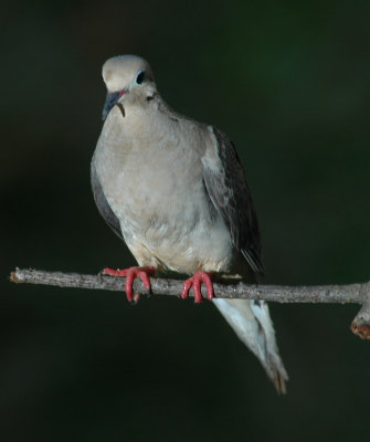 DSC_0046_edited-1.jpg