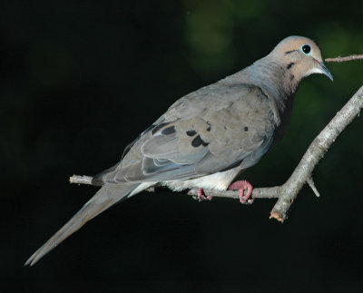 DSC_0008_edited-1.jpg
