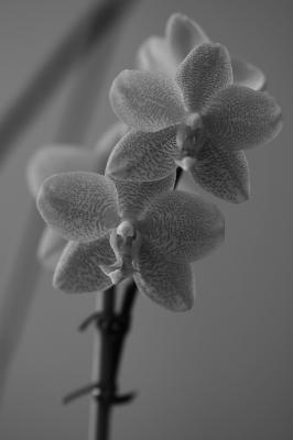 Orchids<br>June 1, 2006