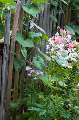 Along the FenceJuly 10, 2006