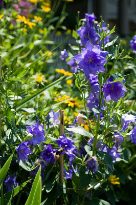 July Garden<br>July 29, 2006