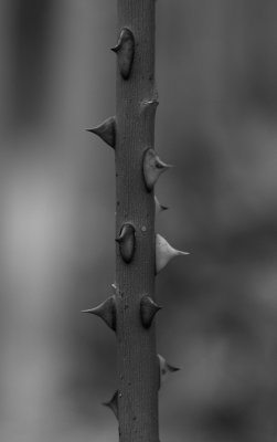 Thorns in Black and White