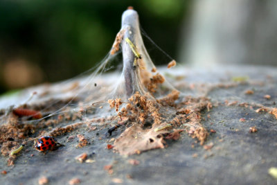 Bug Farm