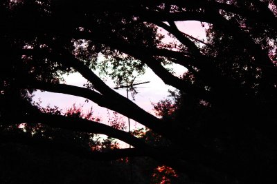 BACKYARDSUNSET.jpg