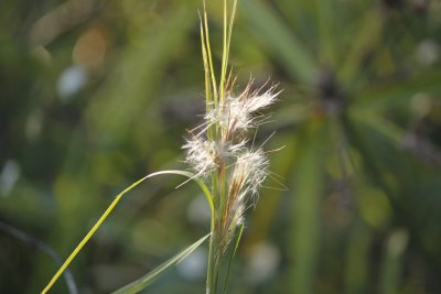 grass.jpg