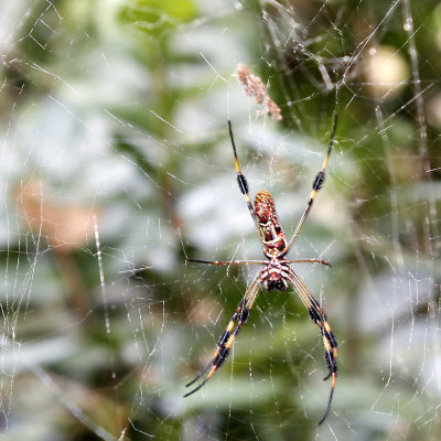 spider_MG_1625.jpg