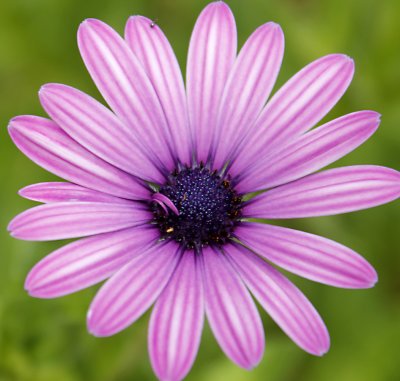 purpleflower_MG_1611.jpg