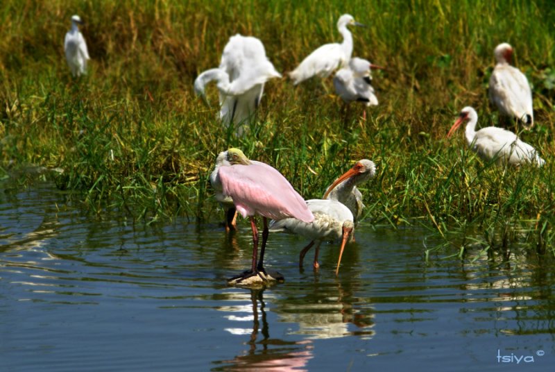 Roseate Spoonbill, Platalea ajaja, White Ibis, Eudocimus albus