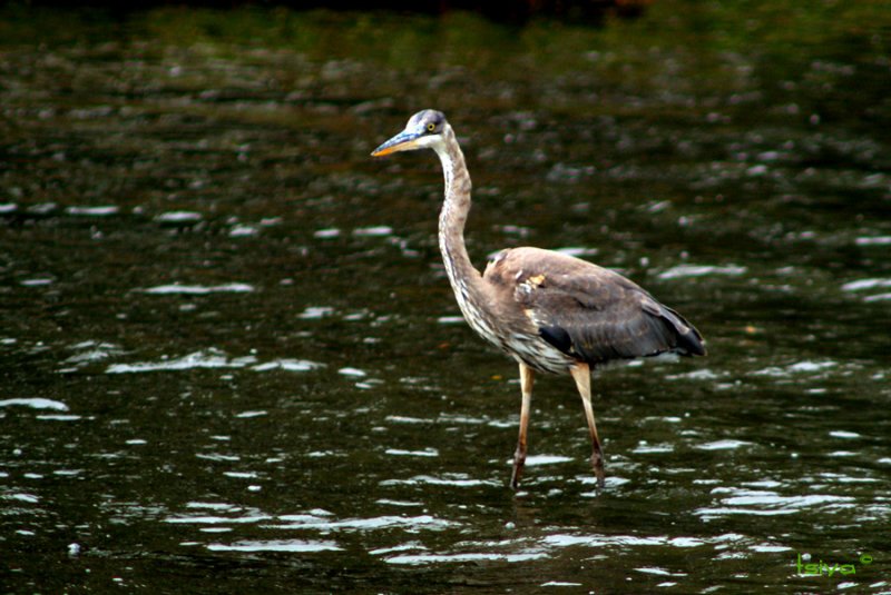 Great Blue Heron ,  Ardea herodias, juvenile