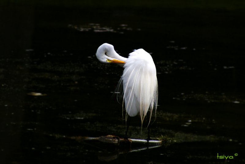 Great Egret, Ardea alba