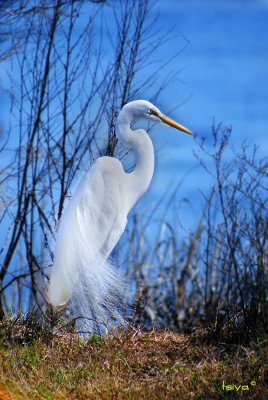 Great Egret , Ardea alba, breeding plumage