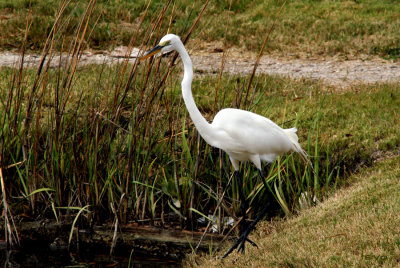 Great Egret , Ardea alba