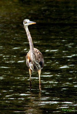 Great Blue Heron ,  Ardea herodias, juvenile