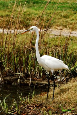 Great Egret , Ardea alba, breeding colors