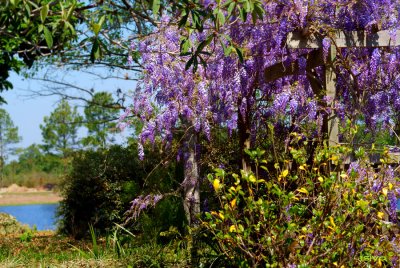 WISTERIA