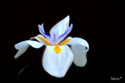 African Iris, Dietes iridiodes