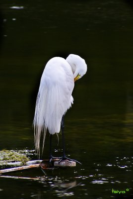 Great Egret, Ardea alba