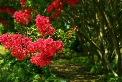 CRAPE MYRTLE