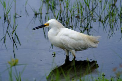 Snowy Egret, Egretta thula