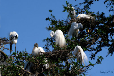 GREAT EGRETS AND WOODSTORKS IN NEST TREE