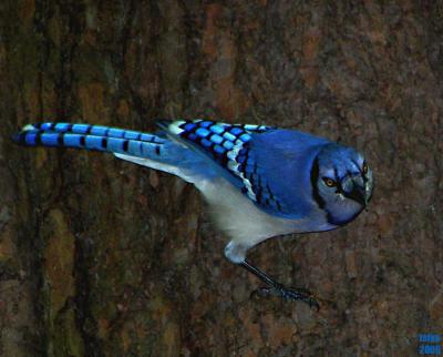 BLUEJAY ON A PINETREE