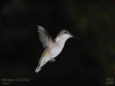 RUBY THROATED HUMMINGBIRD,fem