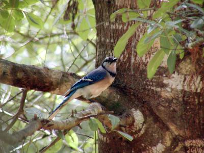 Blue Jay Cyanocitta cristata