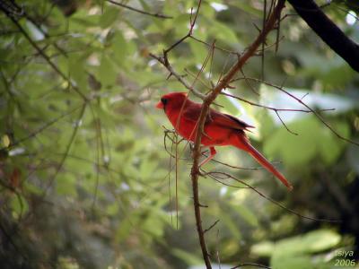 CARDINAL