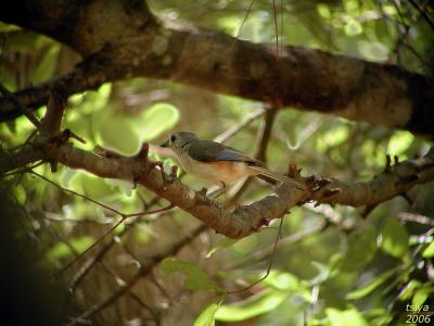 Tufted Titmouse  Baeolophus bicolor