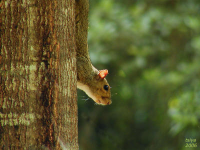 GREY SQUIRREL