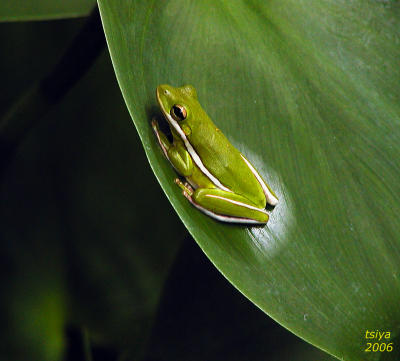 SQUIRREL TREEFROG  Hyla squirella