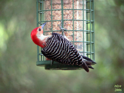 Red bellied Woodpecker Melanerpes carolinus