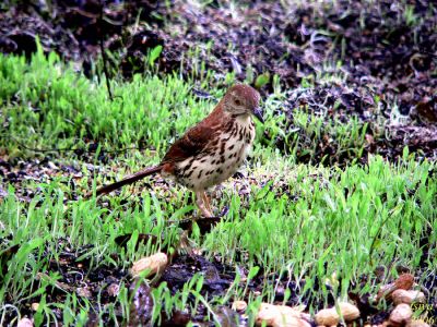 Brown thrasher Toxostoma rufum