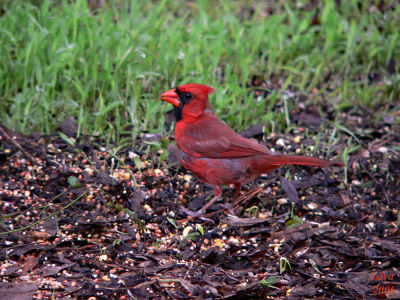 Cardinal Cardinalis cardinalis